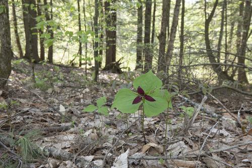 Trillium in Woods5-23.jpg