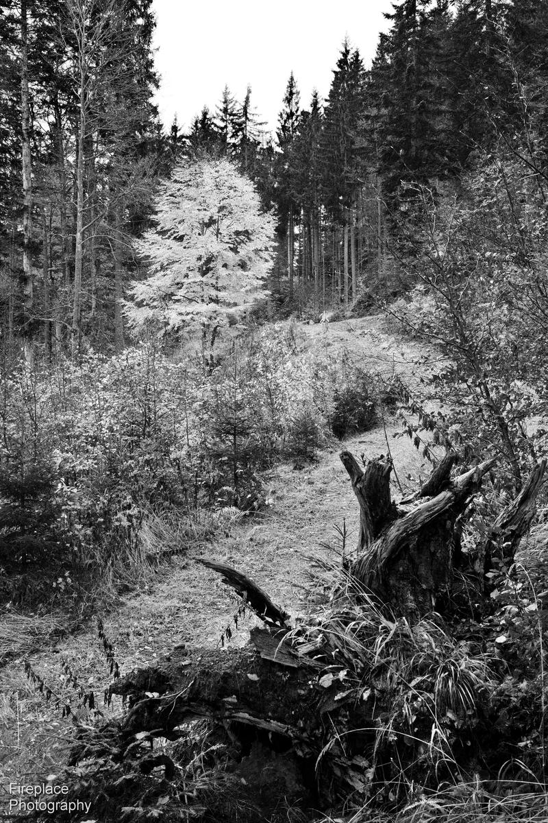 DSC_1807 smaller.JPG