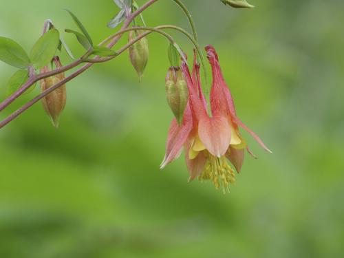 Point Pelee 206_Columbine.jpg