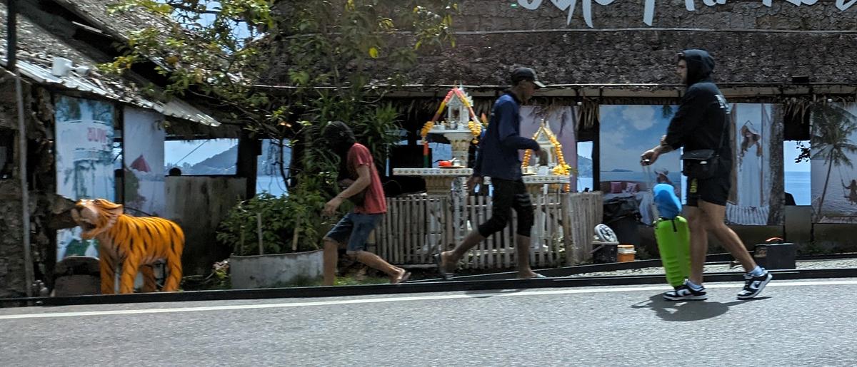 Tiger, Thais, Traveller.jpg