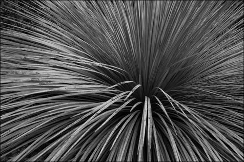 GrassTree 2.jpg
