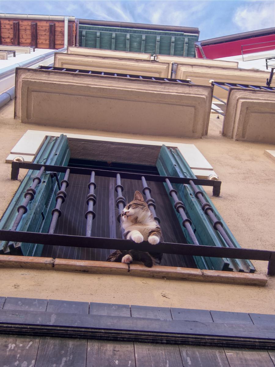 Cat on high