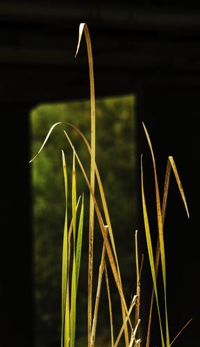 Grasses,-Roseville,-CA-SS.jpg