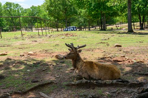 Safari Park 230430 - 14.jpg