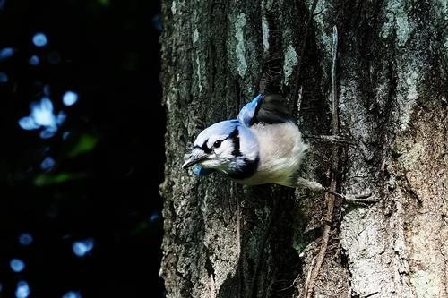 Blue Jay 2.jpg