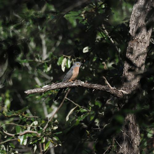 Bush Cuckoo 01.JPG