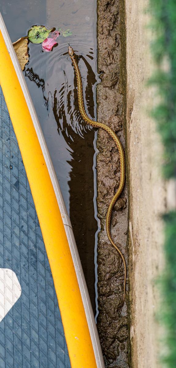 Vietnam Snake 1..jpg