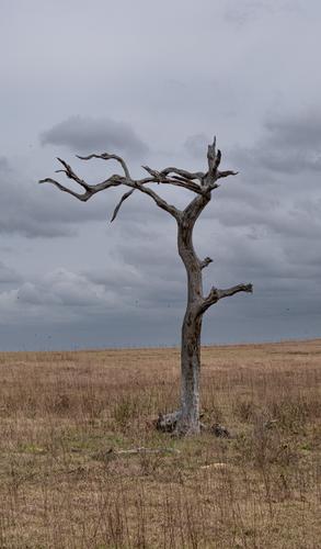 Lone Tree.jpg