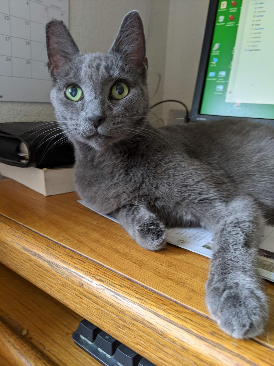 mokey supervising web use.jpg