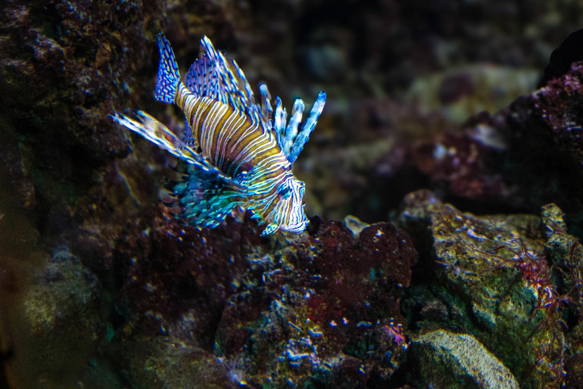 Fish-2.jpg