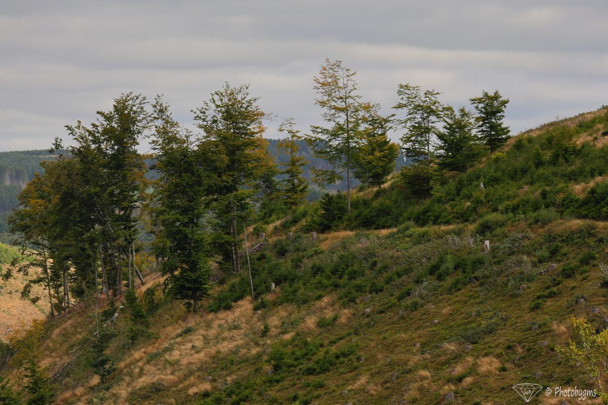 62A_5468.jpg