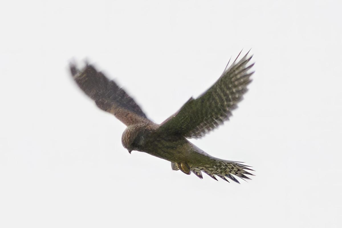 DSC_6555.jpg