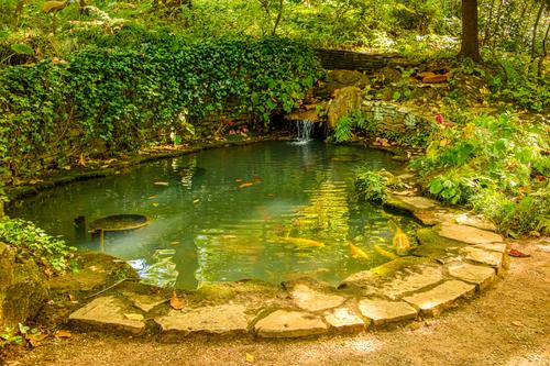 Garden pond - 6.jpg