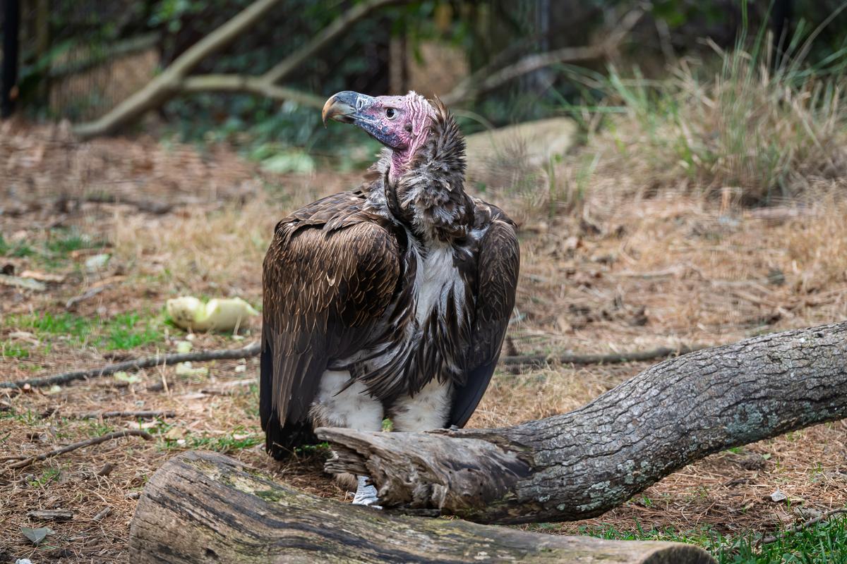 Atlanta Zoo 20260219 - 75.jpg