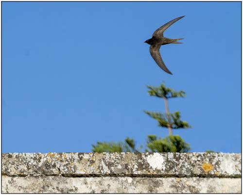 Swifts. With tree and wall.jpg