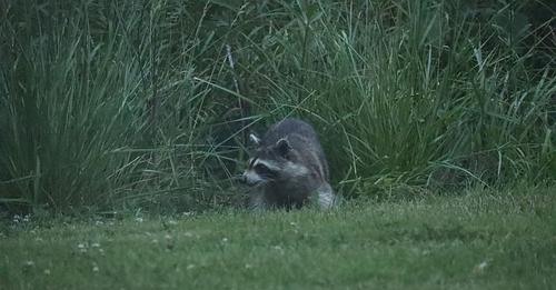 raccoon.jpg