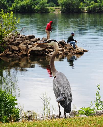 3 Mooch watching the fishing along the river.jpg