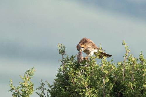 Kestrel_DSC_1798.jpg