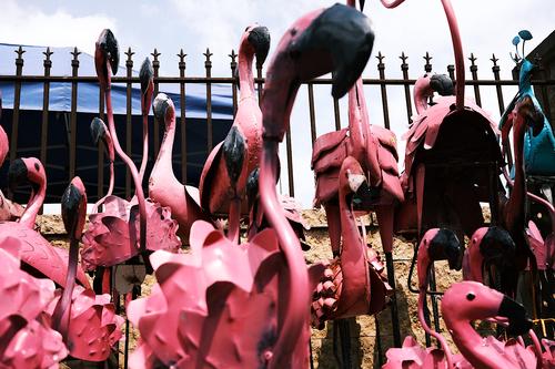 Flamingos at the Farmers Market.jpg