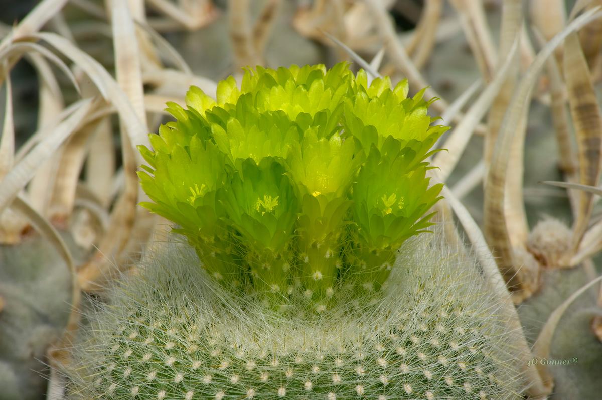Green Flowers.jpg