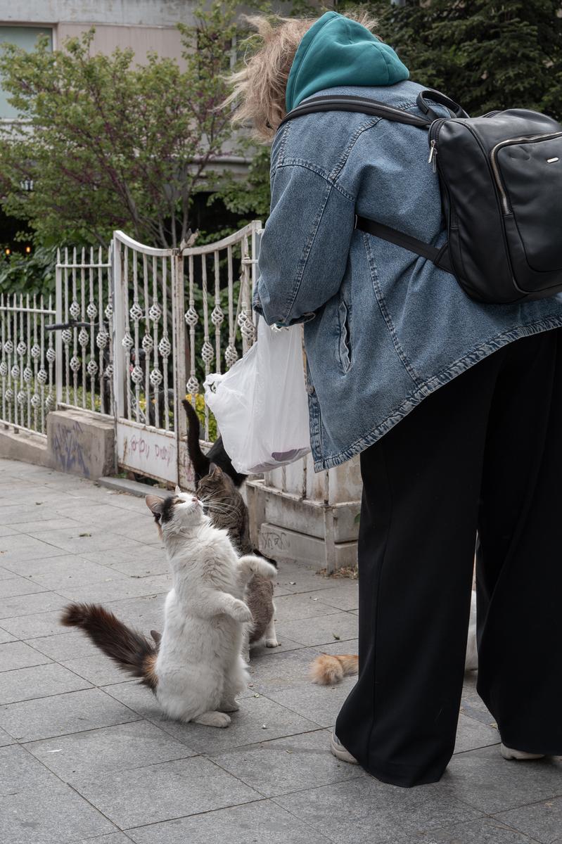 Turkish kitties