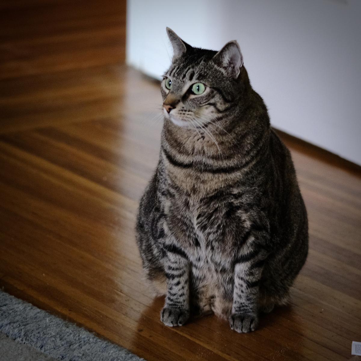 002 - Adult Leo.jpeg