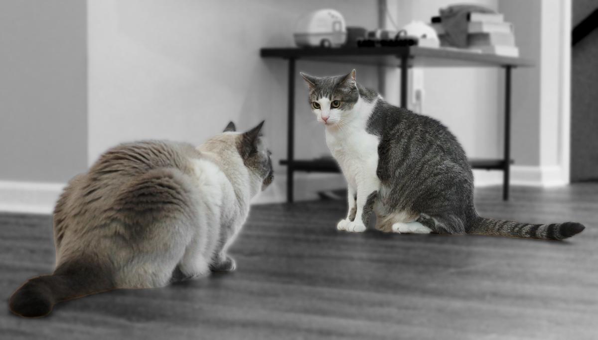 Interacting kitties
