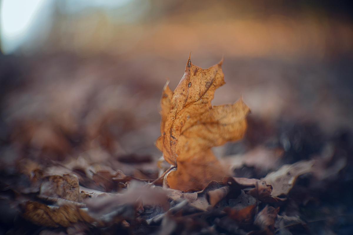 Proiectar_50mm_088.jpg
