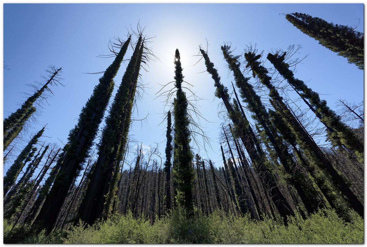 Trees not in snow.jpg