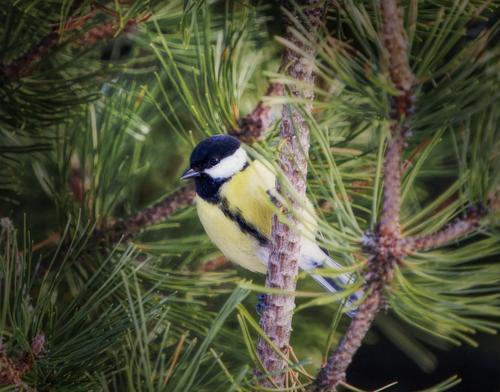 _1010188 Great tit.jpg