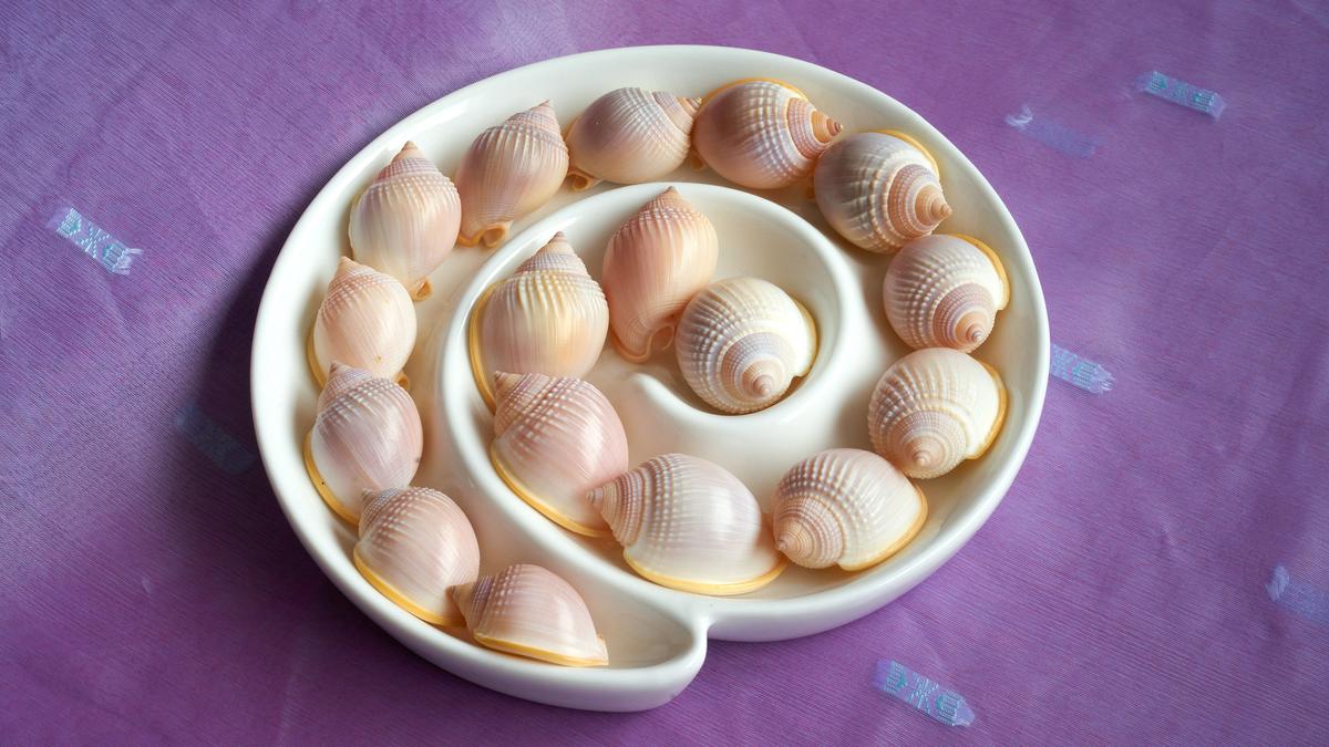 A few Gippsland Shells.jpg