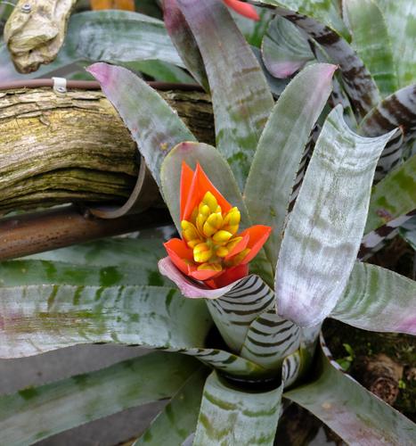 Bromeliad 1.jpg