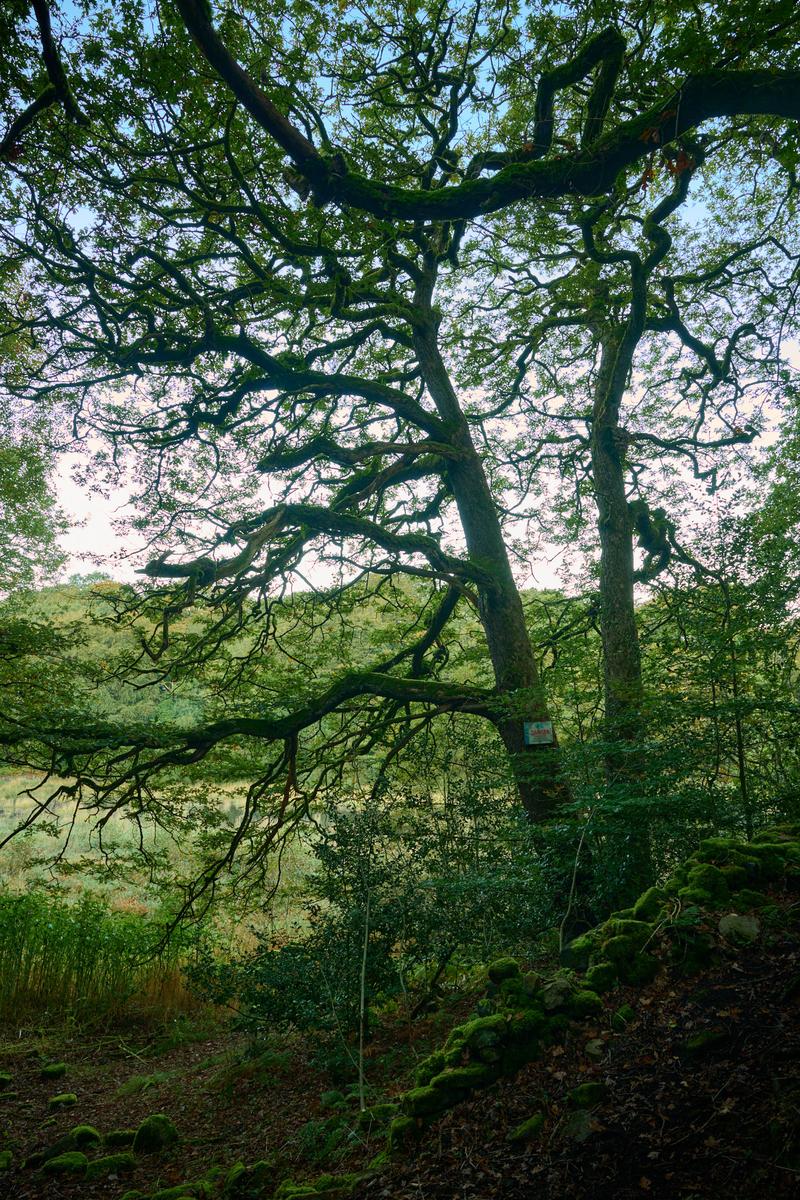 DSC_8598.jpg