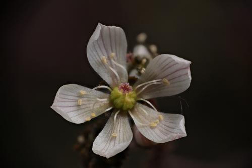 Clayton Volcanic Flower 2023-06-06 22-27-51 (C,S4).jpg