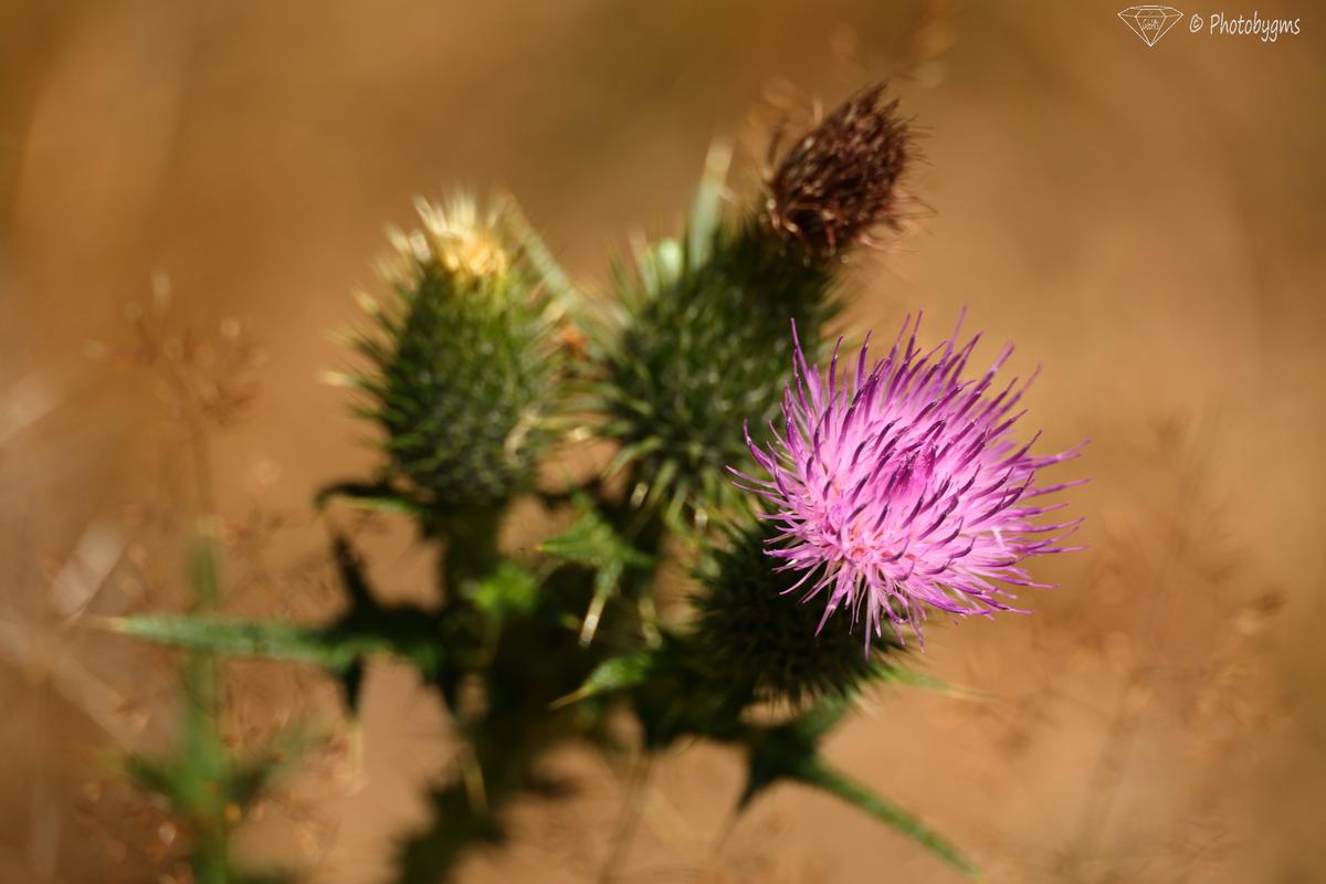 62B_4167.jpg