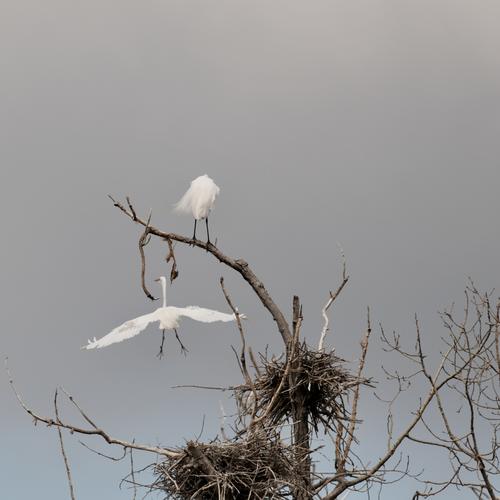 “Call Me” (Mating Egrets).jpg