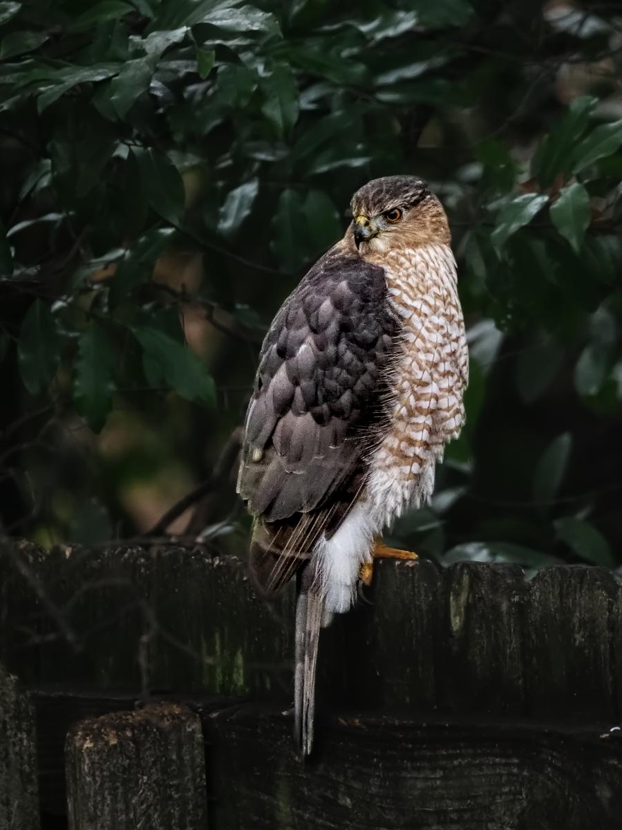 Hawk On My Fence.jpg
