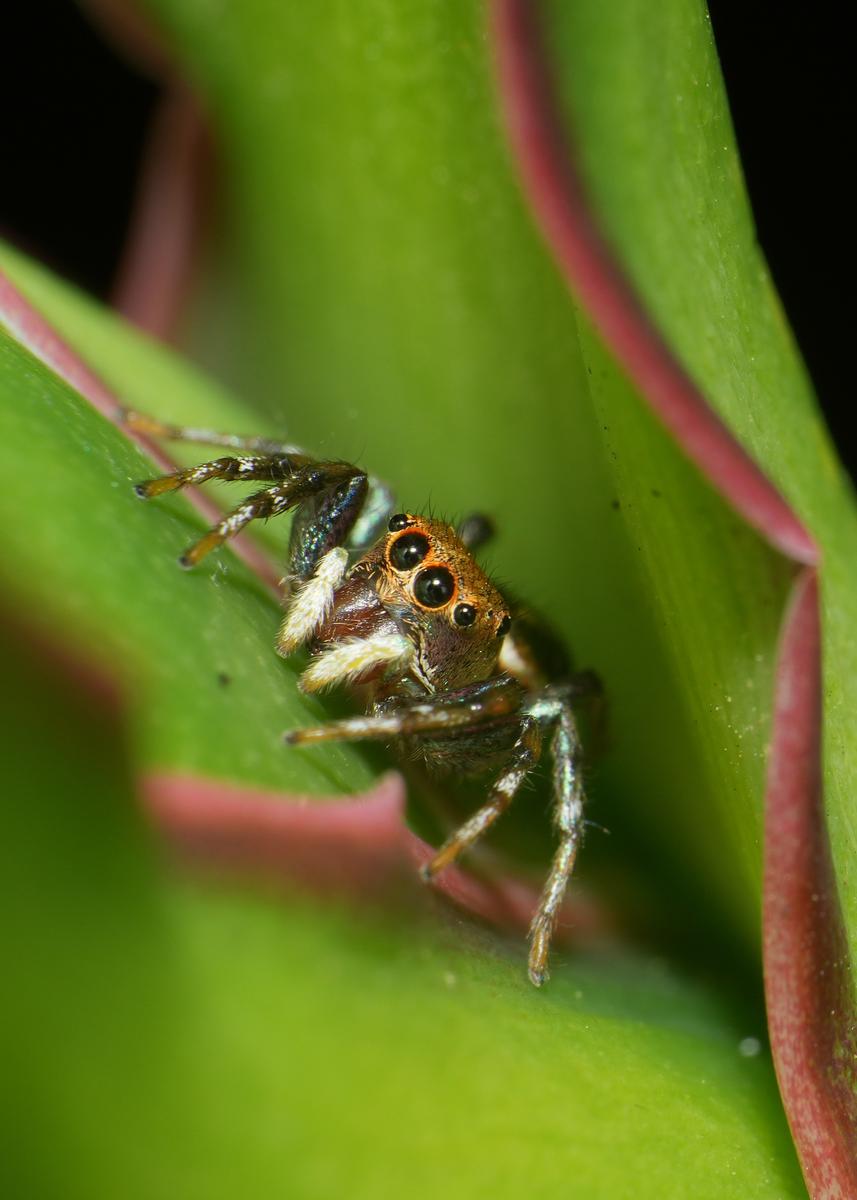 A6702195crop.JPG