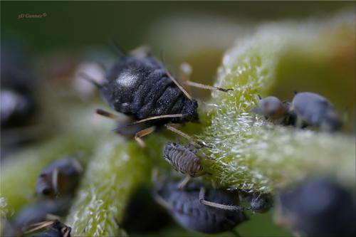 Aphids-1.jpg