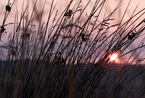 Sunset through the grass_(Large).jpg