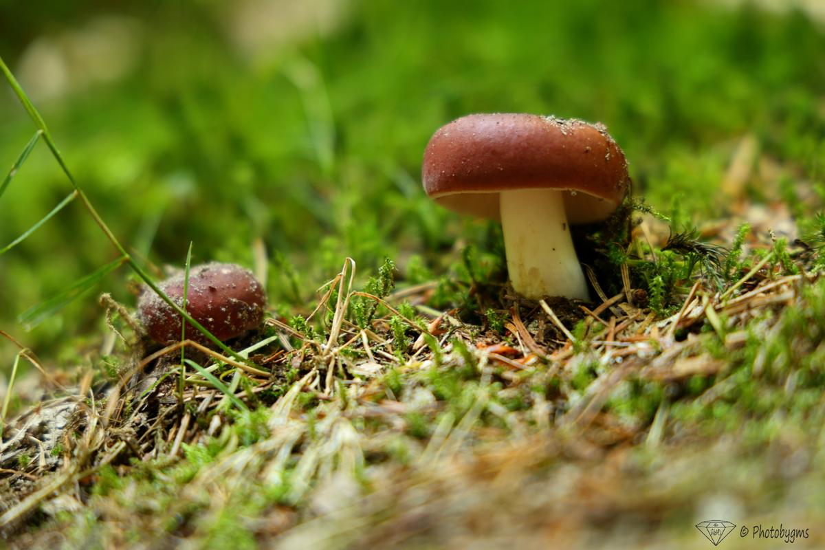 62A_4237.jpg