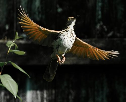 Brown Thrasher 1.jpg