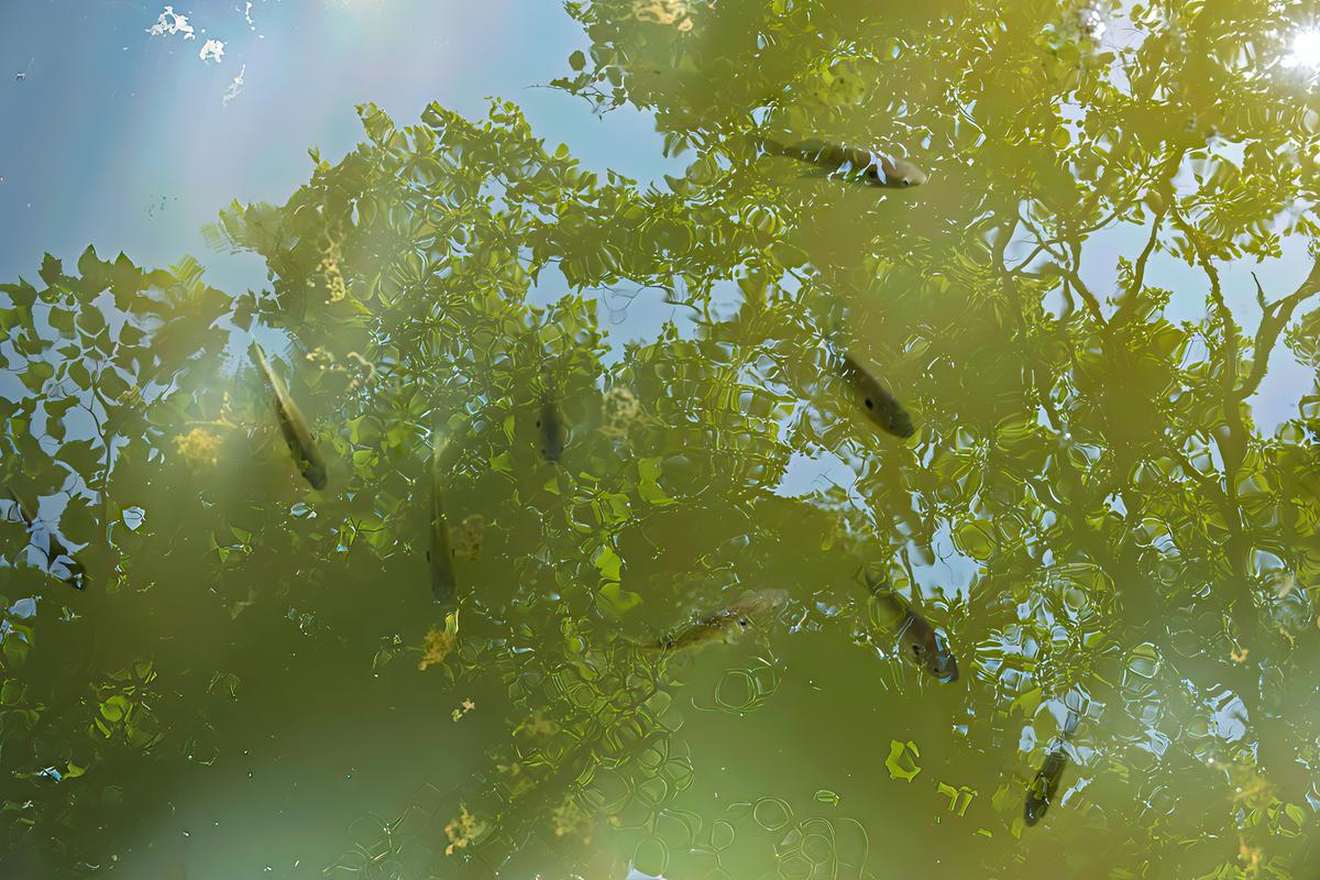 Fish in the tree-1.jpg