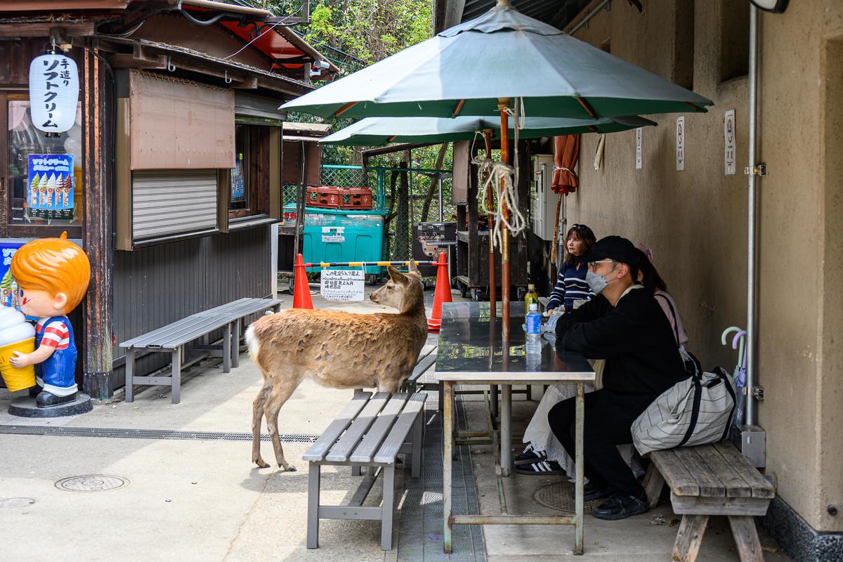 Nara 20250410 - 33.jpg