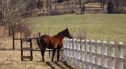 horse(1).jpg