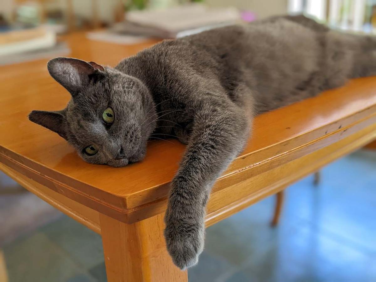 mokey keeping cool S.jpg