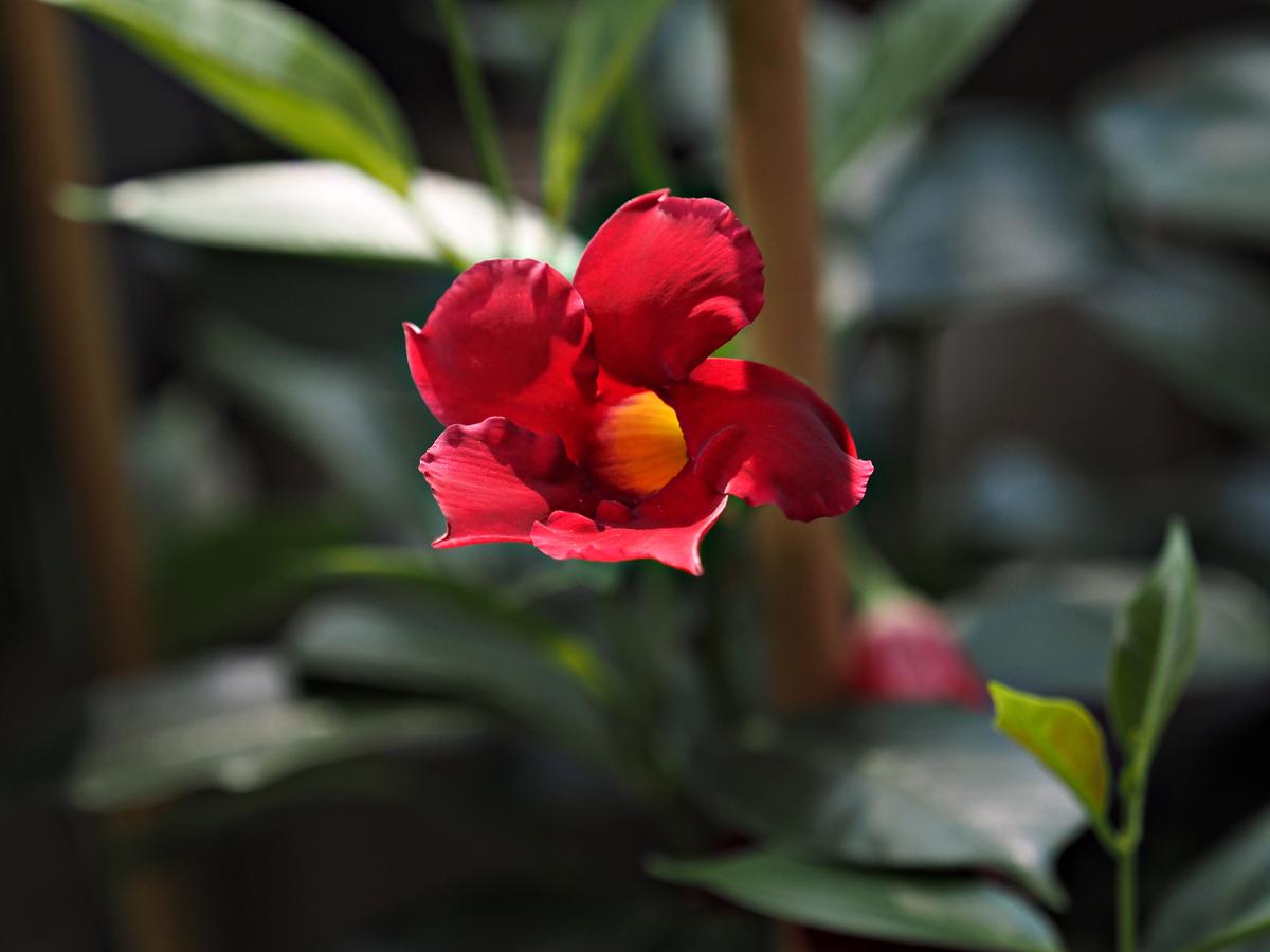 P7150010x.jpg