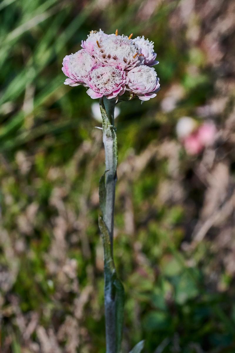 8DS_8412_1.jpg
