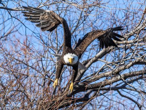 baldeagle10_DxO.jpg