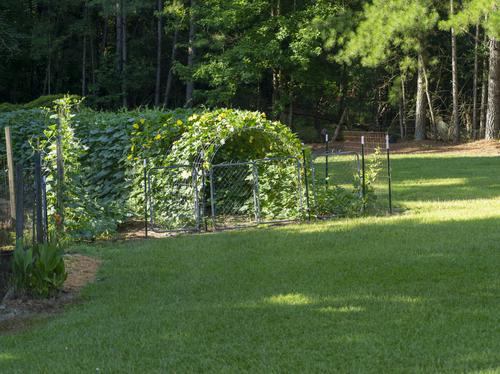 Gourd Arch.jpg